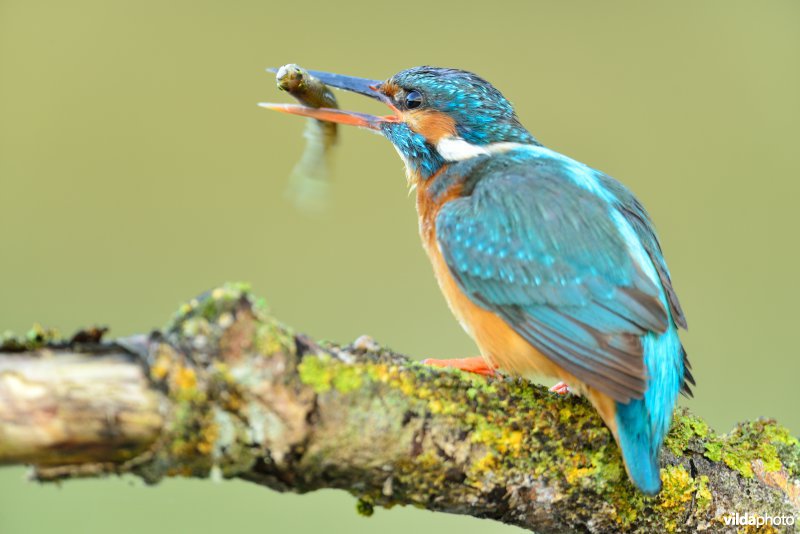 IJsvogel met visje