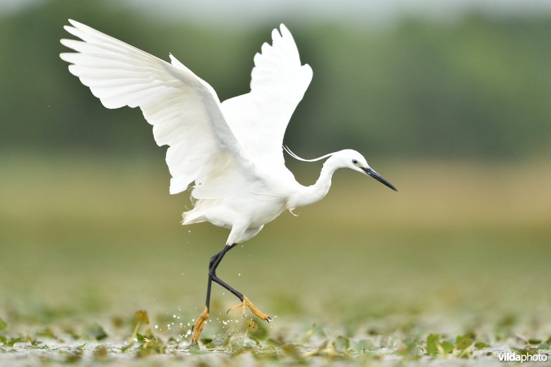 Kleine zilverreiger