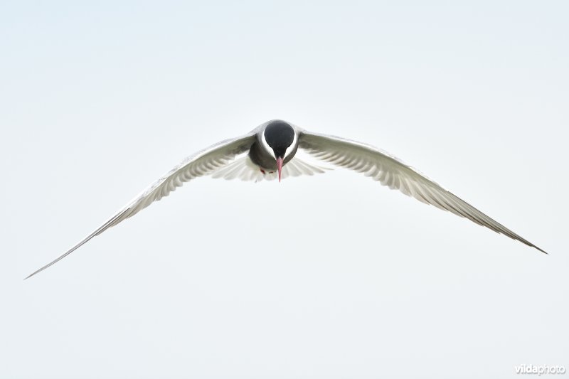 Witwangstern in vlucht