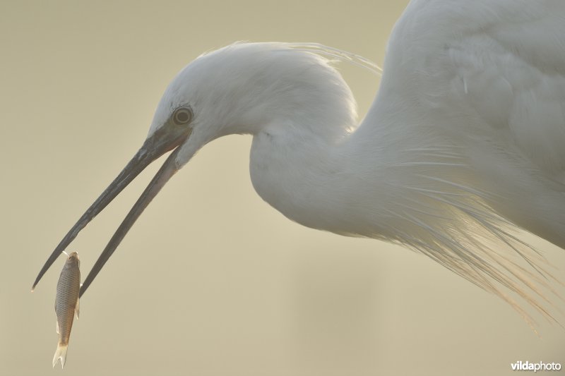 Kleine zilverreiger vangt visje