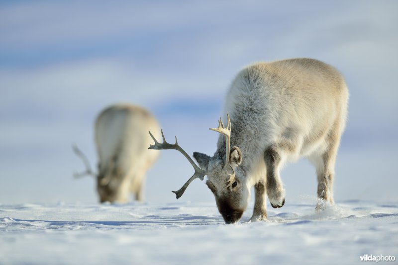 Rendieren in Spitsbergen