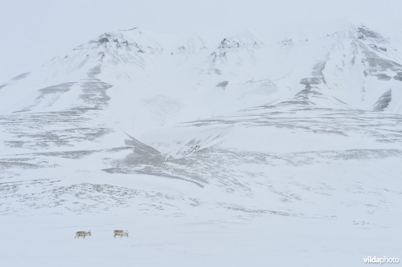 Rendieren in Spitsbergen