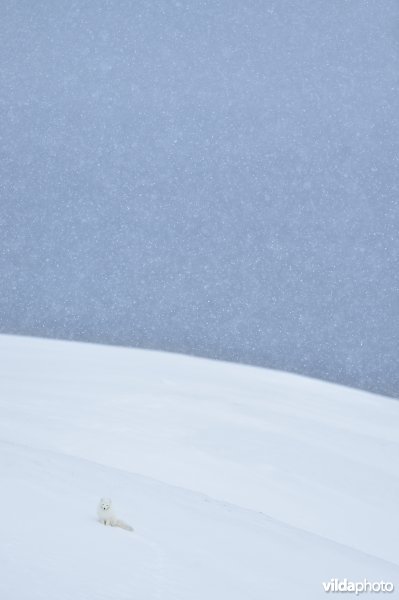 Poolvos in de sneeuw