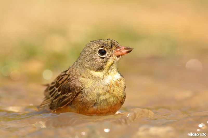 Ortolaan