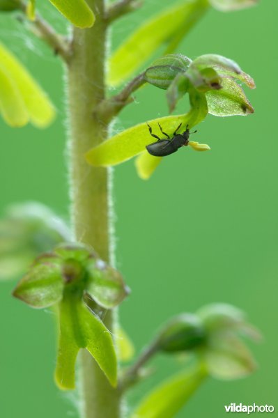 Kevertje bestuift keverorchis