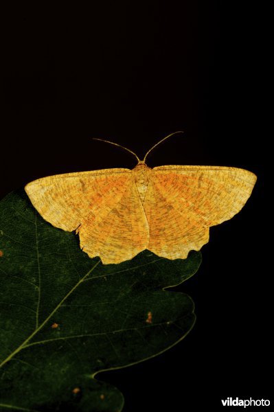 Oranje iepentakvlinder