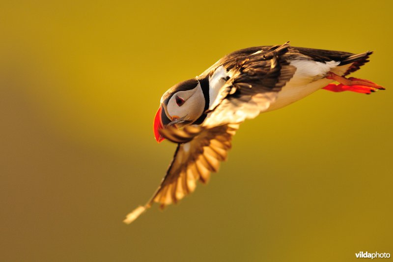 Vliegende Papegaaiduiker brengt visjes naar nest