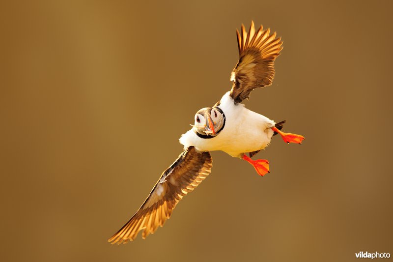 Vliegende Papegaaiduiker brengt visjes naar nest