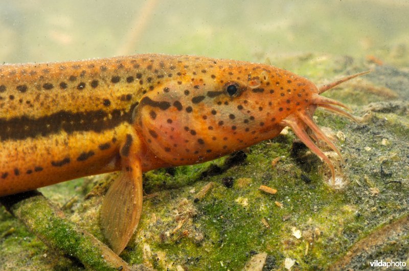 Grote modderkruiper