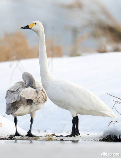 Kleine zwaan met jong