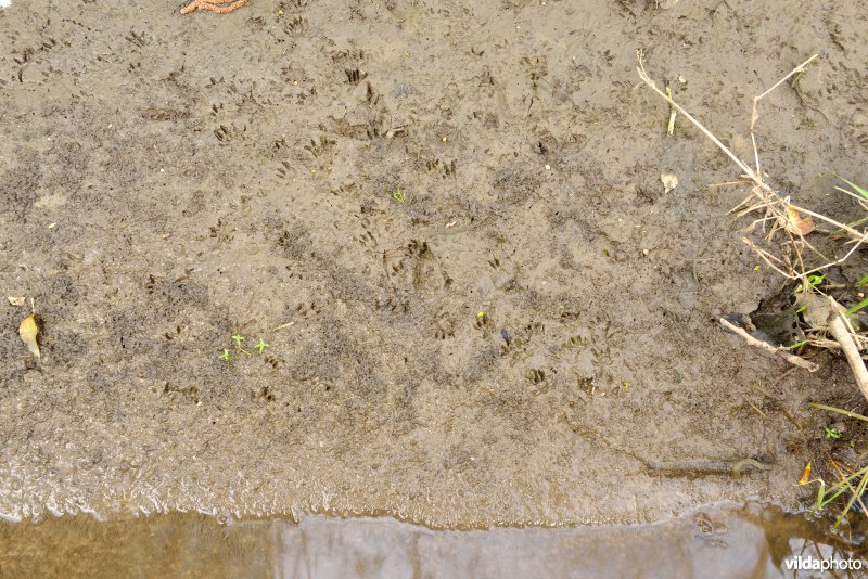 Sporen van Bruine rat in de modder