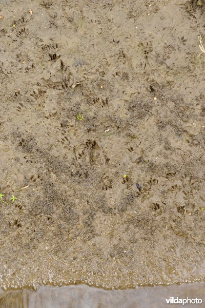 Sporen van Bruine rat in de modder