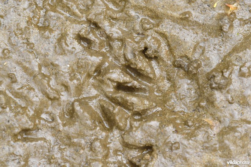 Sporen van Bruine rat in de modder