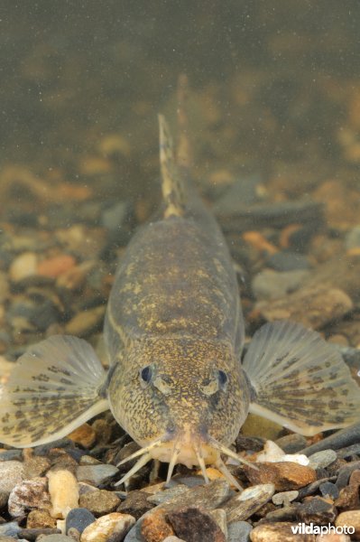 Bermpje