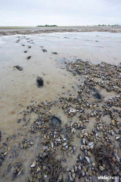 Mosselbank in Waddenzee