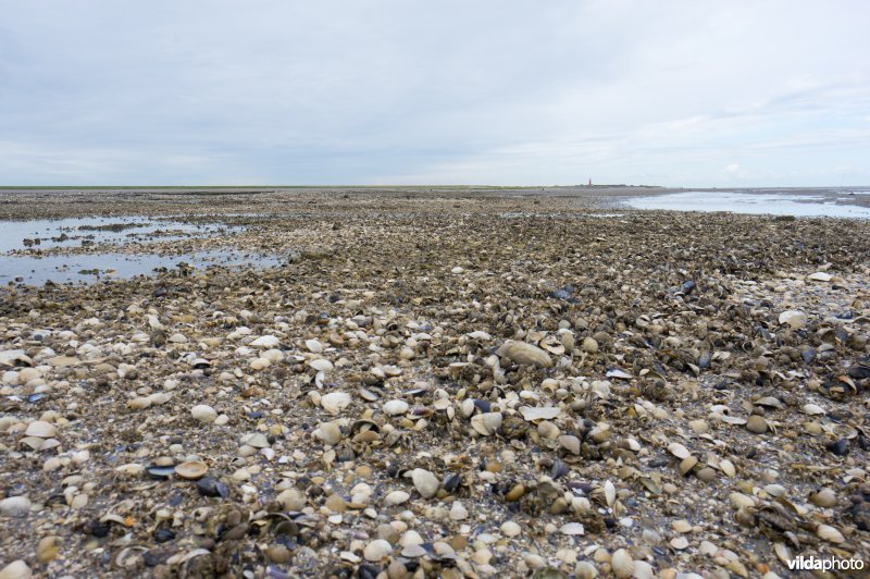 Schelpenbank met kokkels