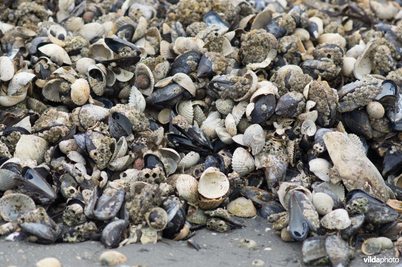 Schelpenbank van kokkels en mossels 