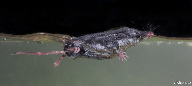 Zwemmende Millers waterspitsmuis