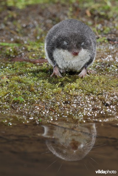 Millers waterspitsmuis met spiegelbeeld