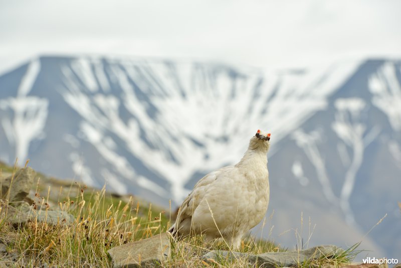 Mannetje Sneeuwhoen in het arctische landschap