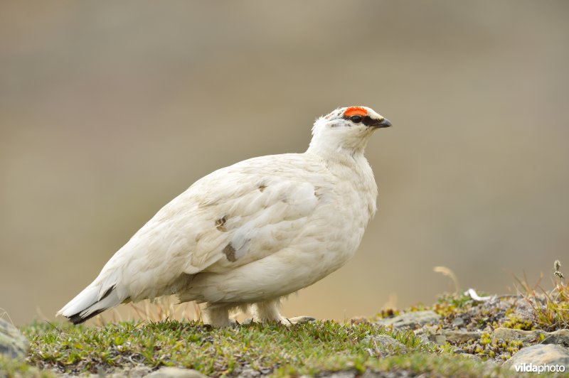 Mannetje Sneeuwhoen 