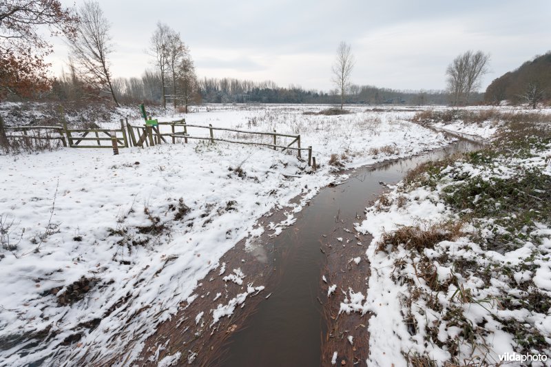 Sneeuw in de Demerbroeken