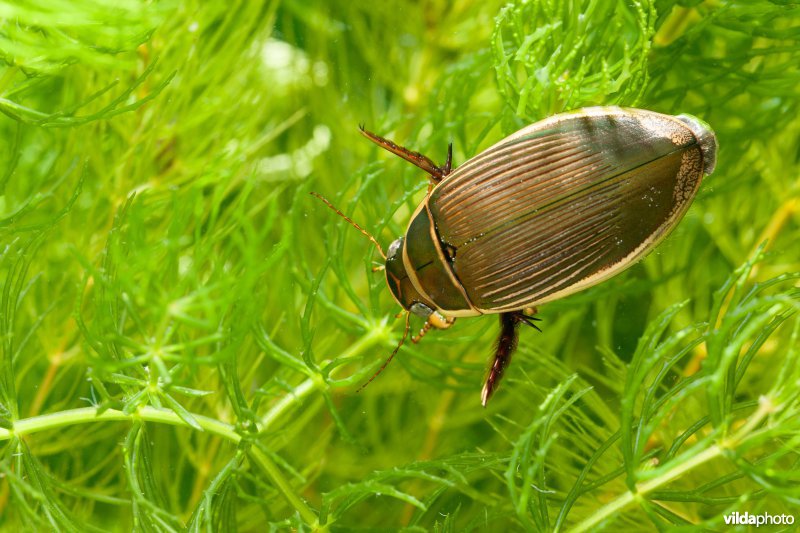 Gevlekte geelgerande waterkever