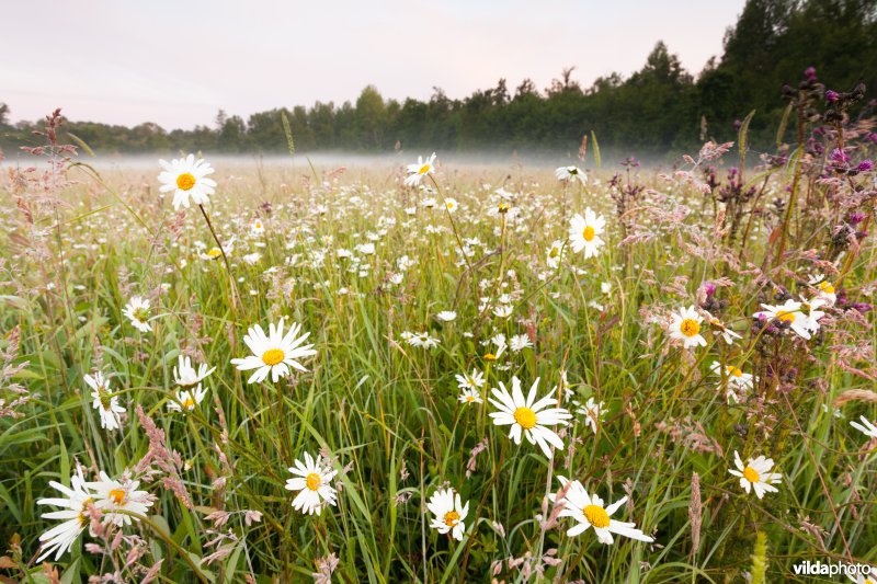 Bloemrijk grasland