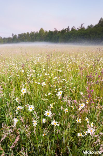 Nevel boven een bloemrijk grasland