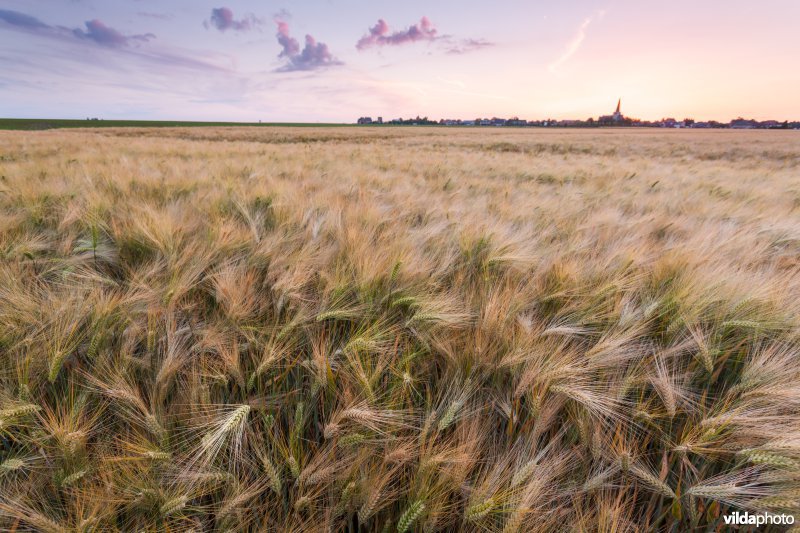 Akker bij zonsondergang