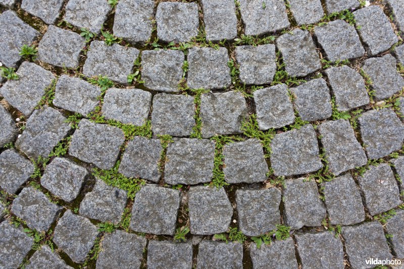 Straatbegroeiing
