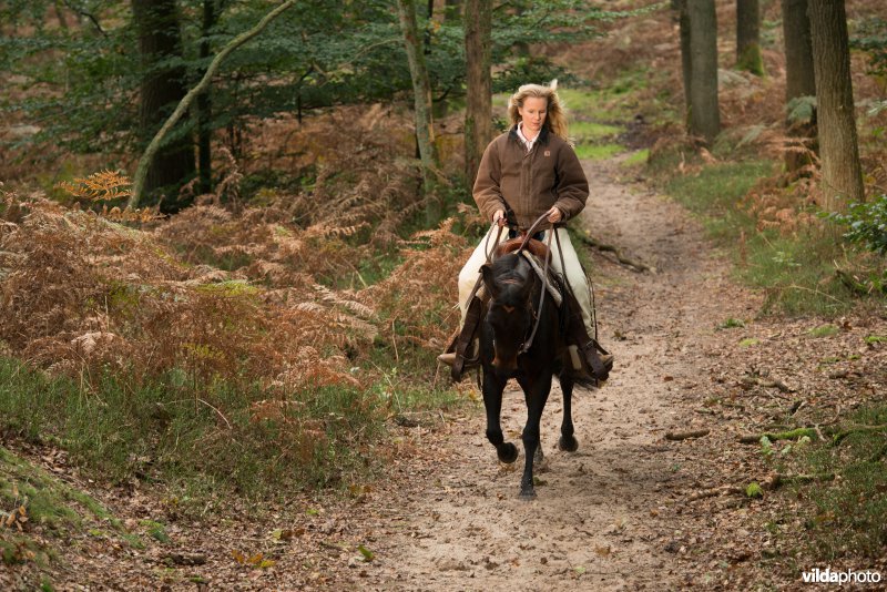 Ruiter en paard 