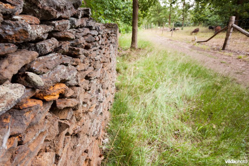 Wijngaardmuur