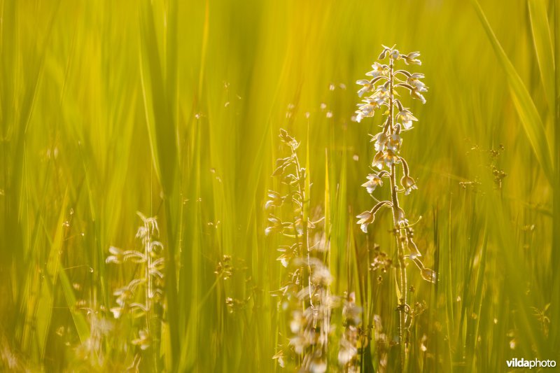 Orchideeën tussen het gras