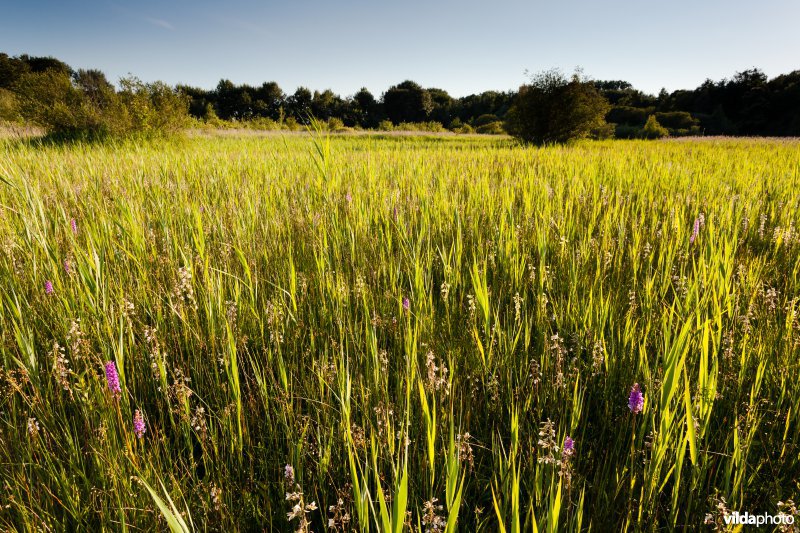 Orchideeëngrasland