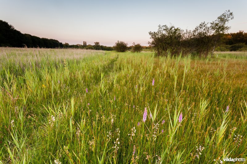 Orchideeëngrasland