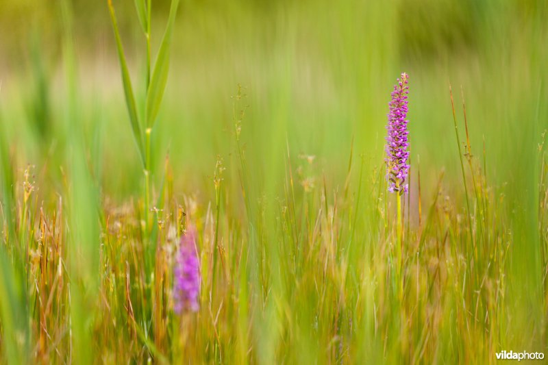 Orchideeën tussen het gras