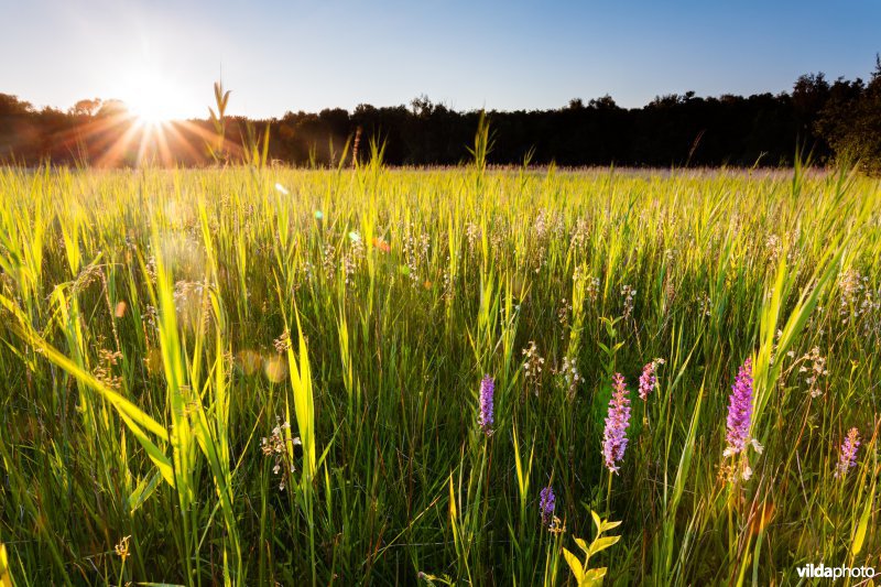 Orchideeëngrasland