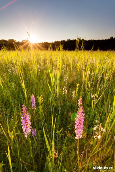 Orchideeëngrasland