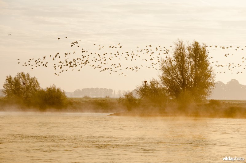 Ganzen over de IJssel