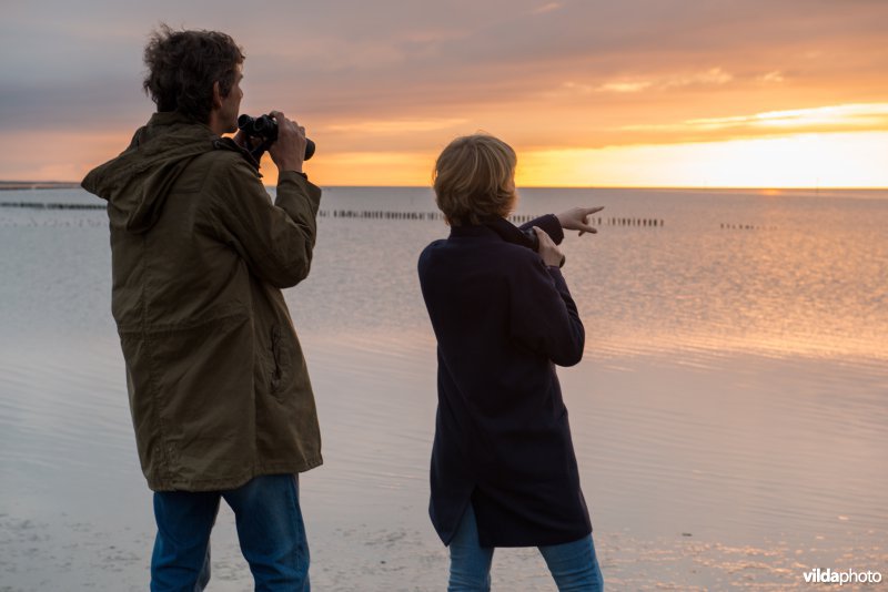 Vogels kijken