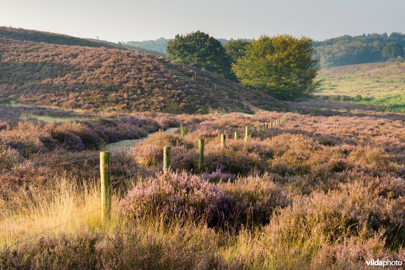 Herikhuizerveld, Veluwezoom