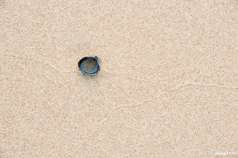 Kokkel op strand