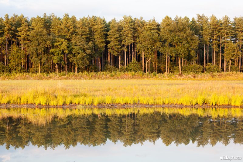 Reflectie van een bos