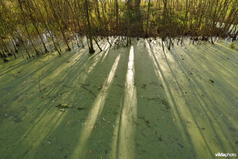 Natuurreservaat De Bourgoyen