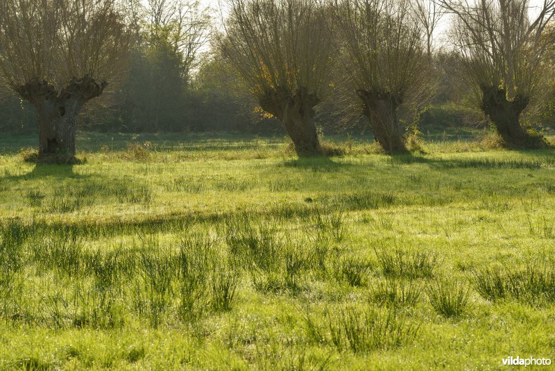 Natuurreservaat De Bourgoyen