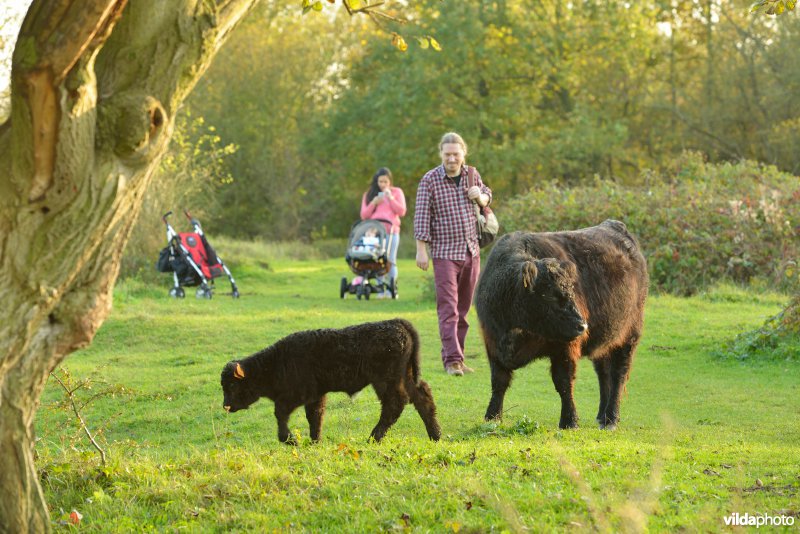 Wandelaars in de Hobokense polder