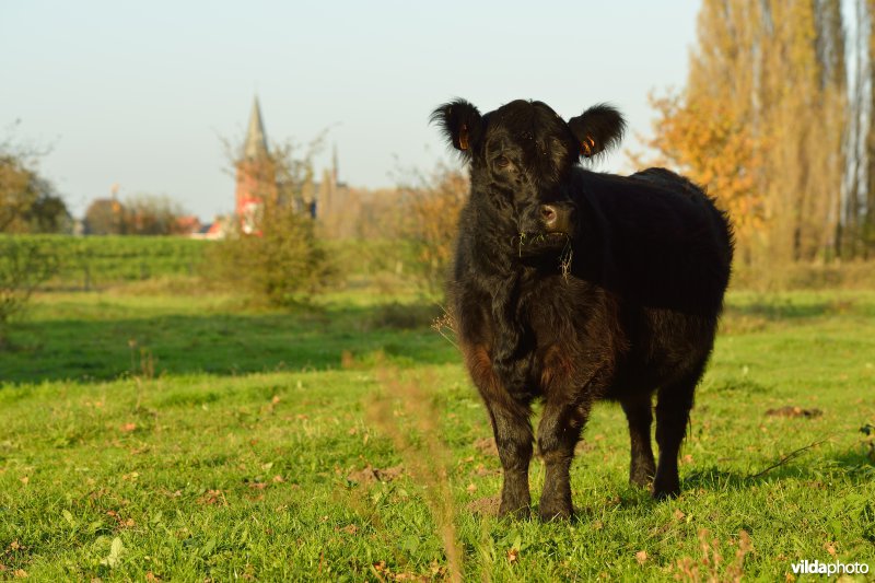 Hobokense polder