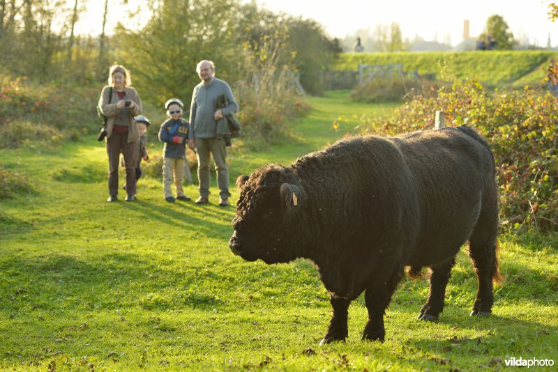 Wandelaars in de Hobokense polder