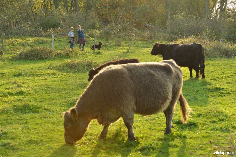 Hobokense polder